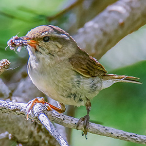 Tytler's Leaf Warbler